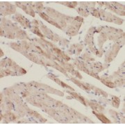 IHC-P analysis of human heart tissue, using KAZALD1 Antibody (1/200 dilution).