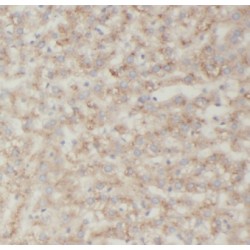 Potassium Inwardly Rectifying Channel Subfamily J, Member 15 (KCNJ15) Antibody