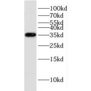 WB analysis of HeLa cells, using KCNJ15 antibody (1/500 dilution).