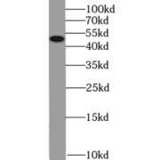 WB analysis of human blood tissue, using KCNN4 antibody (1/1000 dilution).