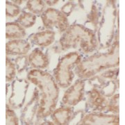 IHC-P analysis of human kidney tissue, using KCNQ1DN antibody (1/50 dilution).