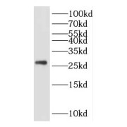 WB analysis of HeLa cells, using KCTD5 antibody (1/500 dilution).