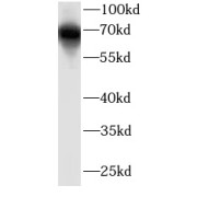 WB analysis of HeLa cells, using KEAP1 antibody (1/500 dilution).