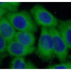 KH-Type Splicing Regulatory Protein (KHSRP) Antibody