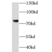 WB analysis of HeLa cells, using KHSRP antibody (1/500 dilution).