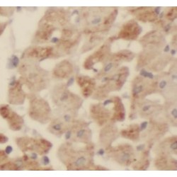 KIAA0774 Antibody