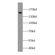 WB analysis of mouse brain tissue, using KIAA0774 antibody (1/1000 dilution).