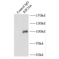 Kinesin Family Member 20A (KIF20A) Antibody