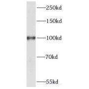 WB analysis of HEK-293 cells, using KIF20A antibody (1/500 dilution).