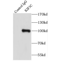 Kinesin-Like Protein KIF3C (KIF3C) Antibody