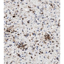 Kinesin-Associated Protein 3 (KIFAP3) Antibody