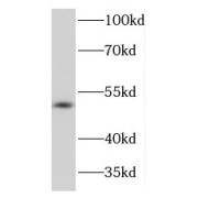 WB analysis of human liver tissue, using KIR3DL1 antibody (1/500 dilution).