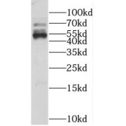 WB analysis of PC-3 cells, using KLHL12 antibody (1/1000 dilution).