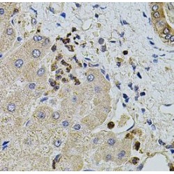 Kinectin 1 (KTN1) Antibody