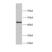 WB analysis of HeLa cells, using KYNU antibody (1/1000 dilution).