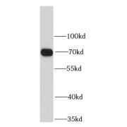 WB analysis of HeLa cells, using LMNB1 antibody (1/1000 dilution).