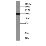 WB analysis of HeLa cells, using LAMR1/RPSA antibody (1/500 dilution).