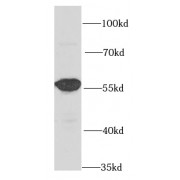 WB analysis of HeLa cells, using LAP3 antibody (1/1000 dilution).