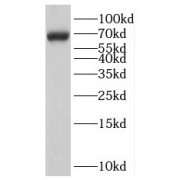 WB analysis of mouse kidney tissue, using LARGE antibody (1/1000 dilution).
