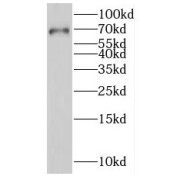 WB analysis of HeLa cells, using LARP7 antibody (1/500 dilution).