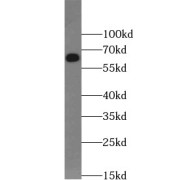 WB analysis of mouse liver tissue, using LBP antibody (1/1000 dilution).