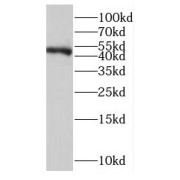 WB analysis of HEK-293 cells, using LDB1 antibody (1/400 dilution).