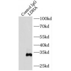 Lactate Dehydrogenase A (LDHA) Antibody