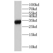 WB analysis of mouse liver tissue, using LDHAL6A antibody (1/500 dilution).