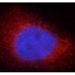 LDHA-Specific Antibody