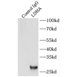 LDHA-Specific Antibody