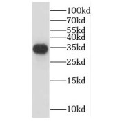 WB analysis of HeLa cells, using LEFTY2 antibody (1/500 dilution).