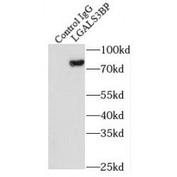 Lectin Galactoside Binding, Soluble 3 Binding Protein (LGALS3BP) Antibody