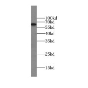 WB analysis of HeLa cells, using LGTN antibody (1/500 dilution).