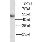 WB analysis of human liver tissue, using LILRA2 antibody (1/500 dilution).