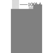 WB analysis of L02 cells, using LILRA4 antibody (1/300 dilution).