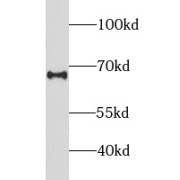 WB analysis of Jurkat cells, using LILRB5 antibody (1/300 dilution).