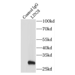 Protein Lin-28 Homolog A (LIN28) Antibody