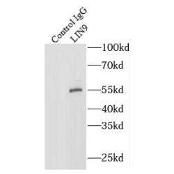 Type I Interferon Receptor Beta Chain-Associated Protein (LIN9) Antibody