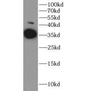 WB analysis of mouse liver tissue, using ARG1 antibody (1/1000 dilution).