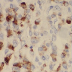 Protein ERGIC-53 (LMAN1) Antibody