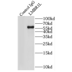 Limb Development Membrane Protein 1 Like (LMBR1L) Antibody