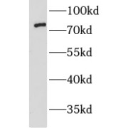 WB analysis of HeLa cells, using LMF2 antibody (1/800 dilution).