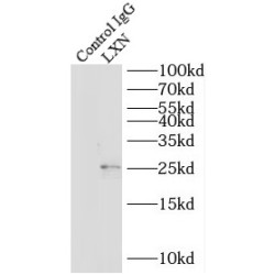 Latexin (LXN) Antibody