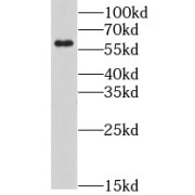 WB analysis of HepG2 cells, using LY6G6F antibody (1/500 dilution).