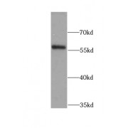 WB analysis of HeLa cells, using LYN antibody (1/1000 dilution).