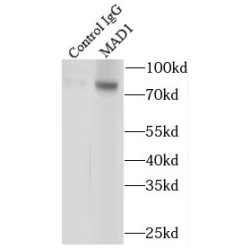 Max Dimerization Protein 1 (MAD1) Antibody