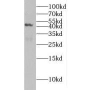 WB analysis of RAW 264.7 cells, using MAFB antibody (1/1000 dilution).