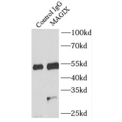 MAGI Family Member, X-Linked (MAGIX) Antibody