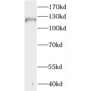 WB analysis of HEK-293 cells, using MAML3 antibody (1/2000 dilution).