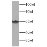 WB analysis of HEK-293 cells, using MANEA antibody (1/300 dilution).